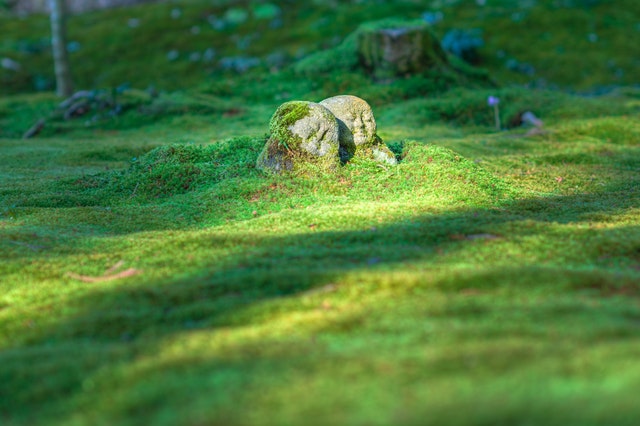 socha v trávě