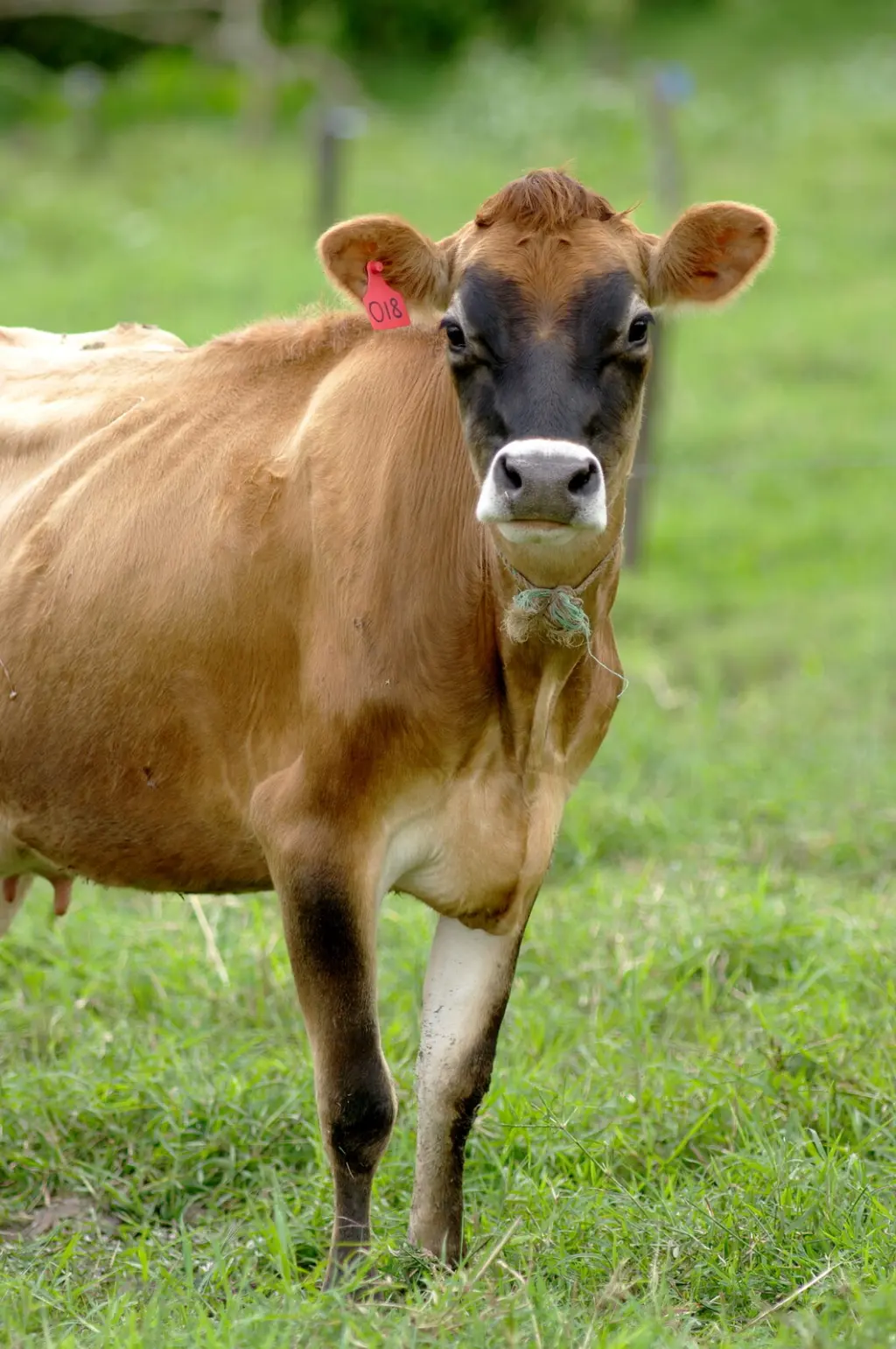 Kráva