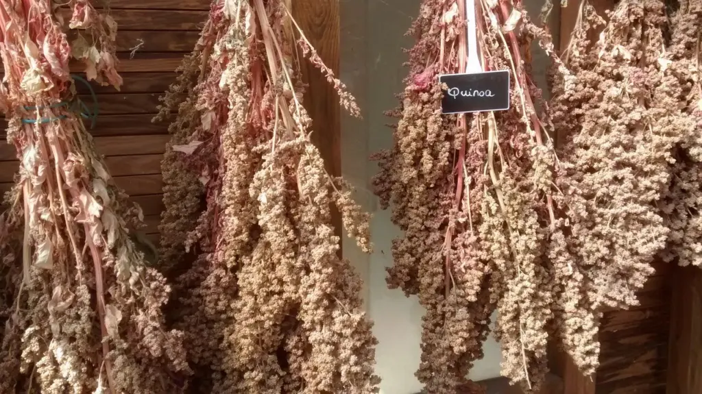 Quinoa sušená ve stvolech